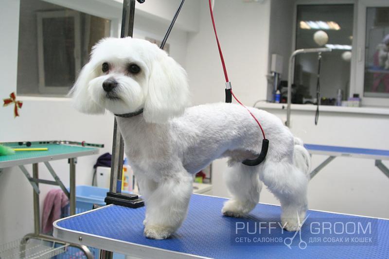 Стрижка Мальтезе - груминг в Москве - цена в салонах Puffy-Groom
