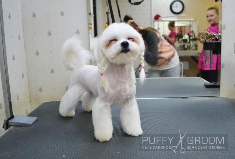 Стрижка Мальтезе - груминг в Москве - цена в салонах Puffy-Groom