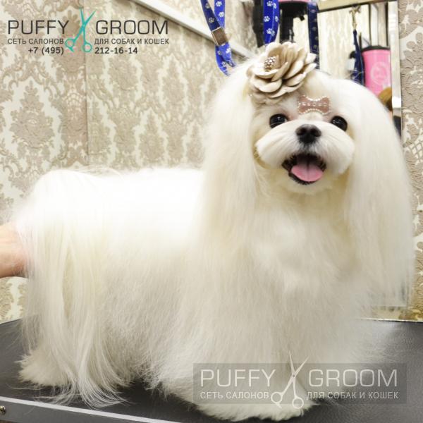 Стрижка Мальтезе - груминг в Москве - цена в салонах Puffy-Groom