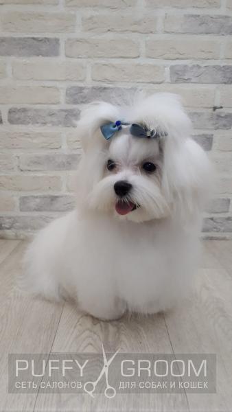 Стрижка Мальтезе - груминг в Москве - цена в салонах Puffy-Groom