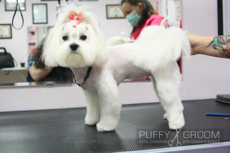 Стрижка Мальтезе - груминг в Москве - цена в салонах Puffy-Groom