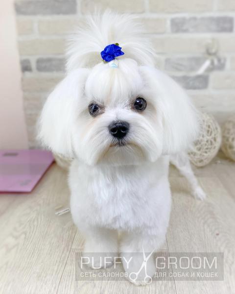 Стрижка Мальтезе - груминг в Москве - цена в салонах Puffy-Groom