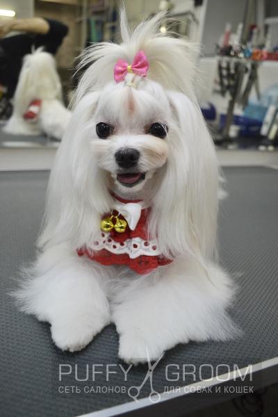 Стрижка Мальтезе - груминг в Москве - цена в салонах Puffy-Groom