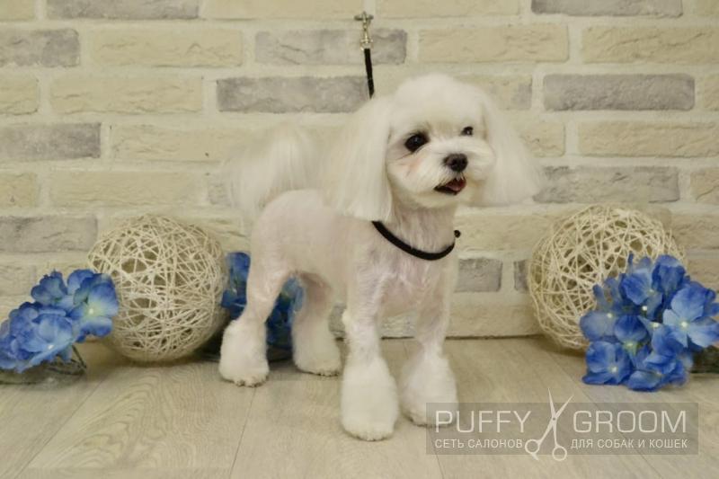 Стрижка Мальтезе - груминг в Москве - цена в салонах Puffy-Groom