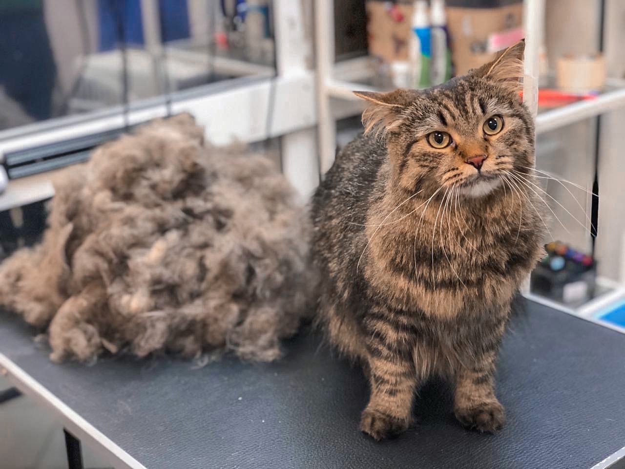 Стрижка кошек - груминг в Москве - цена в салонах Puffy-Groom