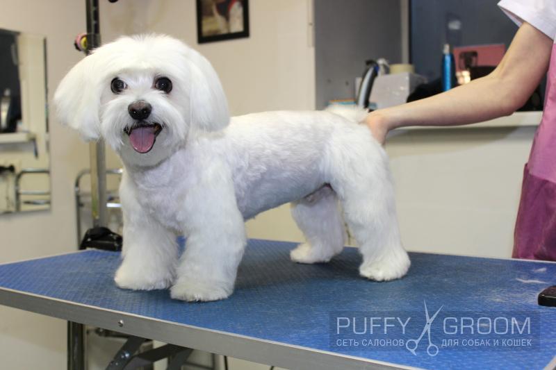 Стрижка Мальтезе - груминг в Москве - цена в салонах Puffy-Groom