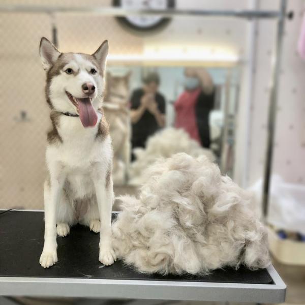 Экспресс-линька собак и кошек в зоосалоне Puffy-groom