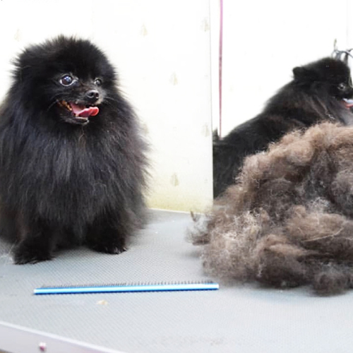 Экспресс-линька собак и кошек в зоосалоне Puffy-groom