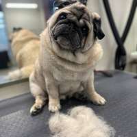 Фото работ Белла