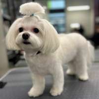 Фото работ Белла