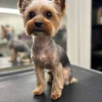 Фото работ Белла