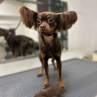 Фото работ Белла