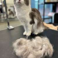 Фото работ Белла