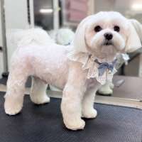 Фото работ Елизавета