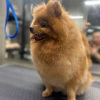 Фото работ Белла