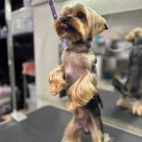 Фото работ Белла